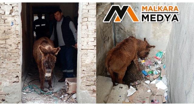 Malkara’da metruk evde ölüme terk edilen eşeği belediye ekipleri kurtardı