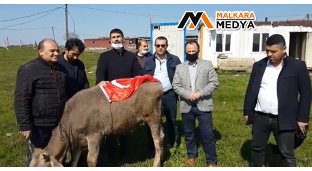 "Biz Bize Yeteriz Türkiyem" kampanyasına büyükbaş hayvanını bağışladı