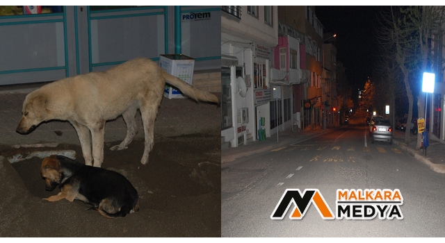 Malkara sokakları boşaldı, köpekler özgürce oyun oynadı