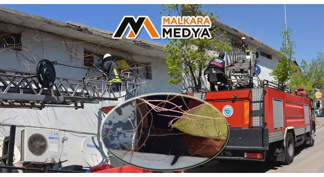 Malkara'da çatıda mahsur kalan kedi kurtarıldı