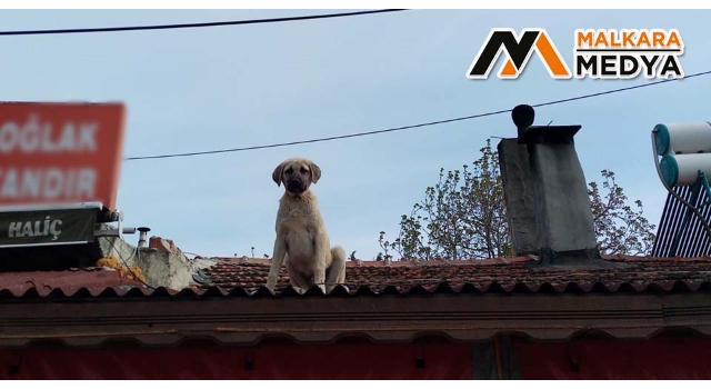 Malkara'da gülümseten kare