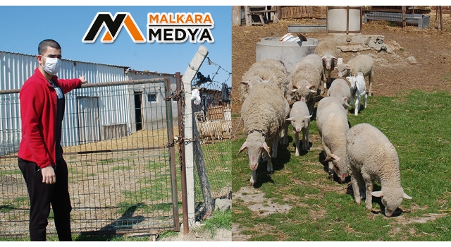 Malkara'da köpekleri kemikle besleyip, 20 koyunu çaldılar