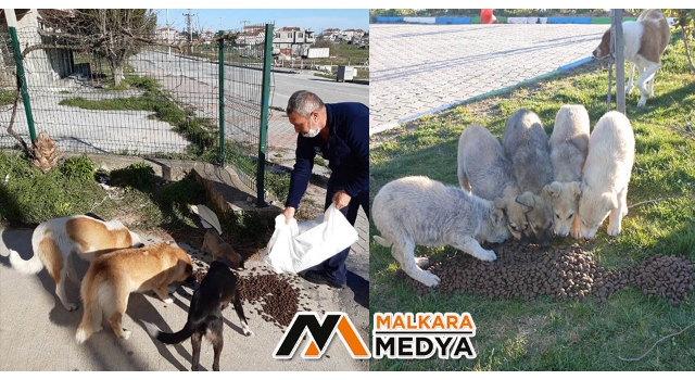 Tekirdağ Büyükşehir Belediyesi Sokak Hayvanlarını Unutmadı