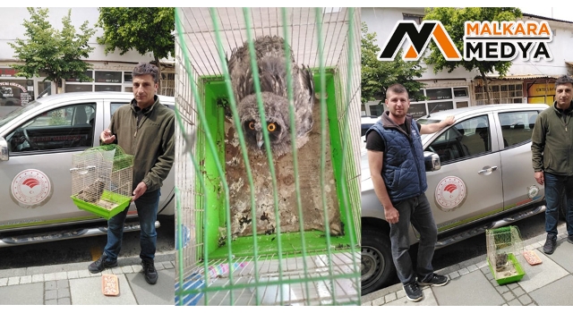 Malkara’da Bulunan Yaralı Puhu Tedaviye Alındı