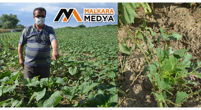 Malkara'da çekirgeler tarlayı istila etti, zarar büyük