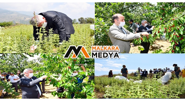 Tekirdağ’da ada çayı ve kiraz hasadı