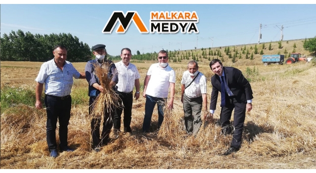 Tekirdağ’da 10 Bin Yıllık Siyez Buğdayı Hasadı Yapıldı
