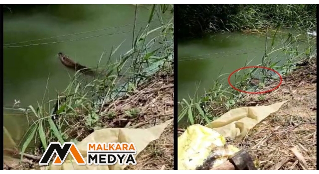 Malkara'da görülen su samuru şaşırttı