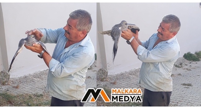 Malkara'da Muhtar havada yakaladığı atmacayı bağrına bastı