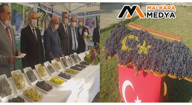 Türkiye’de hiçbir yerde olmayan üzümler bu şenlikte sergilendi