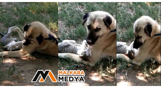 Malkara'da kediyle köpeğin gülümseten dostluğu