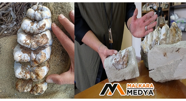 Çanakkale’de 9 milyon yıl öncesine ait mamut fosilleri bulundu
