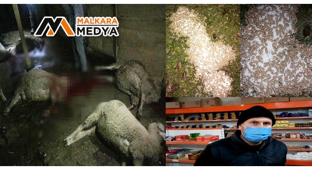 Malkara'da meraya atılan gübre 8 koyunu telef etti