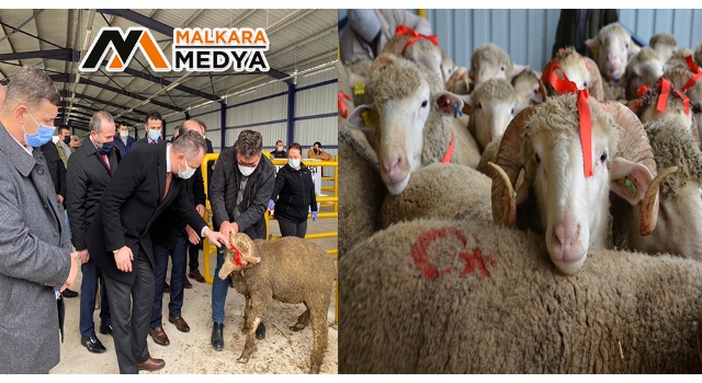 Tekirdağ’da 34 adet merinos ırkı koç dağıtıldı