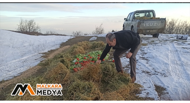 Malkara ve Saray'da yaban hayatına 1 buçuk ton yem bırakıldı