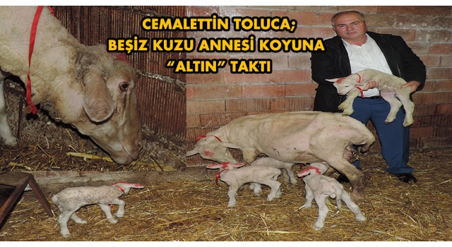 Malkara’da Merinos cinsi koyun tek seferde 5 kuzu doğurdu