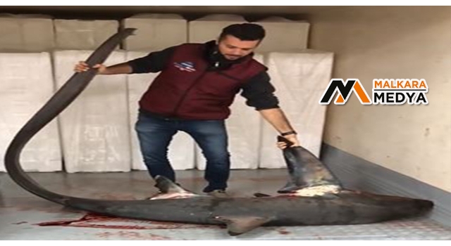 Marmara Denizinde dev köpek balığı yakalandı