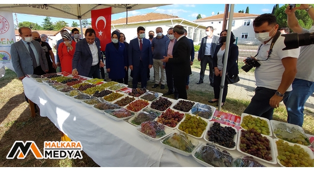 Türkiye’nin bağcılık merkezinde bağbozumu etkinliği