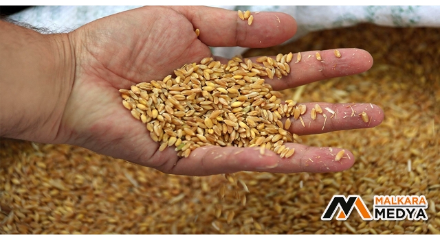 Edirne'de buğday 5 lira 667 kuruştan satıldı