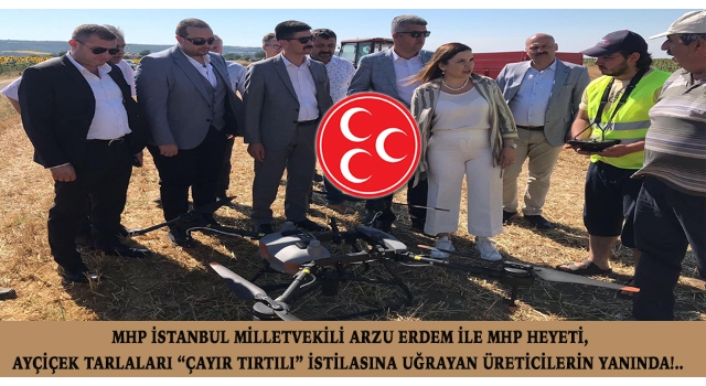 MHP İstanbul Milletvekili Arzu Erdem ile MHP Heyeti, Ayçiçek tarlaları “ÇAYIR TIRTILI” istilasına uğrayan üreticilerin yanında!..
