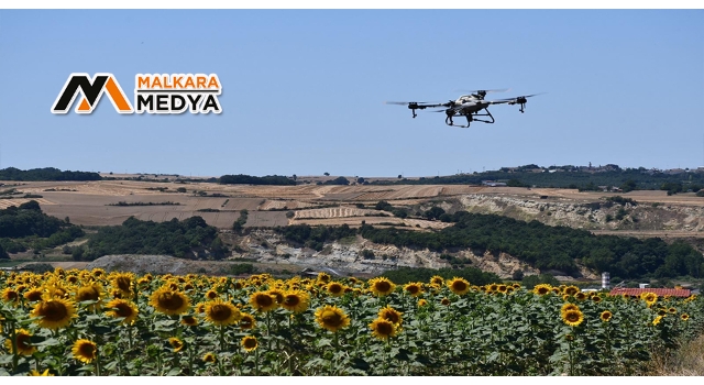 Tekirdağ'da tırtıl istilası: Dron ile operasyon başlatıldı