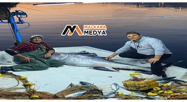 Palamudun peşine düşen orkinos ağlara takıldı
