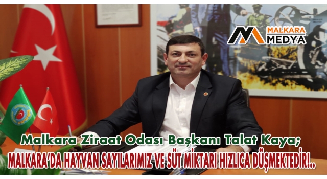 Malkara Ziraat Odası Başkanı Talat Kaya; “Malkara’da Hayvan Sayılarımız ve Süt Miktarı Hızlıca Düşmektedir!..”