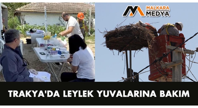 Trakya'da leylek yuvalarına bakım