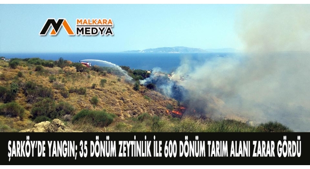 Şarköy’de yangın; 35 dönüm zeytinlik ile 600 dönüm tarım alanı zarar gördü