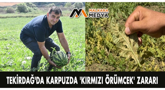 Tekirdağ'da karpuzda "Kırmızı Örümcek" zararı