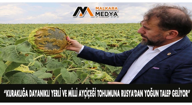 Kuraklığa dayanıklı yerli ve milli ayçiçeği tohumuna Rusya'dan yoğun talep geliyor