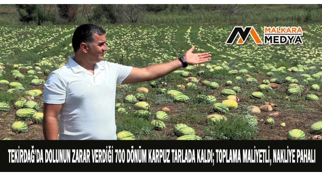Tekirdağ'da Dolunun zarar verdiği 700 dönüm karpuz tarlada kaldı; toplama maliyetli, nakliye pahalı