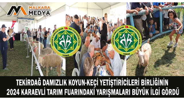 Tekirdağ Damızlık Koyun-Keçi Yetiştiricileri Birliğinin 2024 Karaevli Tarım Fuarındaki Yarışmaları Büyük İlgi Gördü