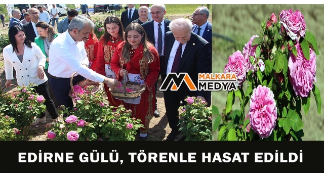 Edirne gülü, törenle hasat edildi