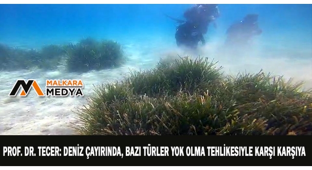 Prof. Dr. Tecer: Deniz çayırında, bazı türler yok olma tehlikesiyle karşı karşıya