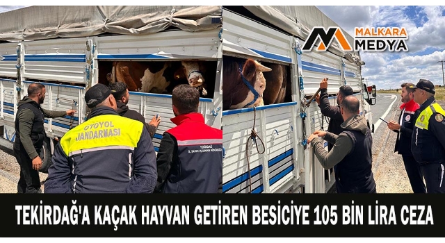 Tekirdağ'a kaçak hayvan getiren besiciye 105 bin lira ceza