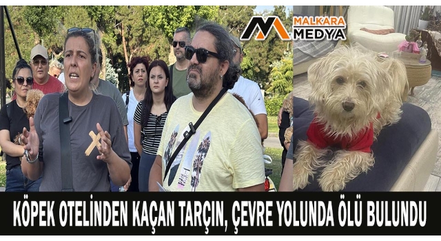 Köpek otelinden kaçan Tarçın, çevre yolunda ölü bulundu