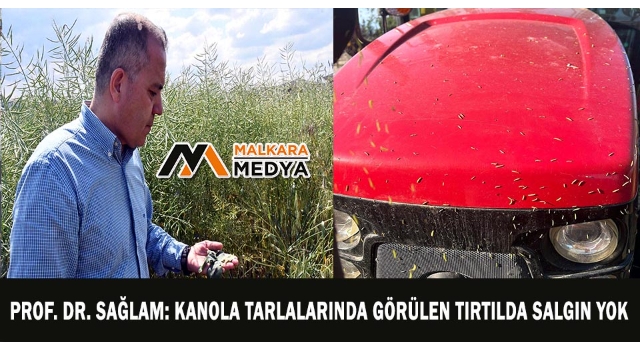 Prof. Dr. Sağlam: Kanola tarlalarında görülen tırtılda salgın yok