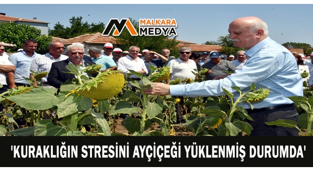 'Kuraklığın stresini Ayçiçeği yüklenmiş durumda'