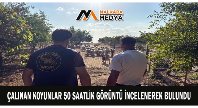 Çalınan koyunlar 50 saatlik görüntü incelenerek bulundu
