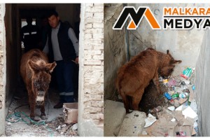 Malkara’da metruk evde ölüme terk edilen eşeği belediye ekipleri kurtardı
