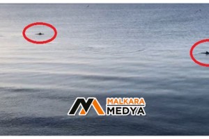 Doğa özüne dönüyor: Deniz Yunuslara kaldı