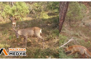 İnsanlar eve çekilince ormanda daha fazla görülmeye başladılar