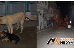 Malkara sokakları boşaldı, köpekler özgürce oyun oynadı