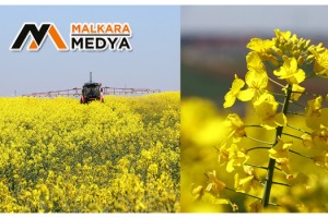 Tekirdağ'da sarı bahar