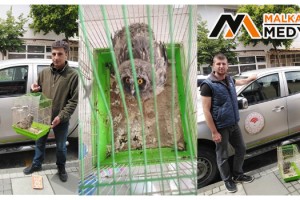 Malkara’da Bulunan Yaralı Puhu Tedaviye Alındı
