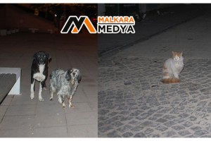 Malkara'da vatandaşlar kısıtlamaya uydu, sokaklar sessizliğe büründü