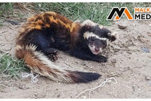 Tekirdağ’da nesli tehlikedeki Alaca Sansar bulundu