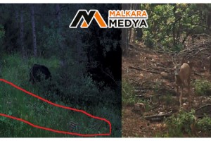 Domuz sürüsü ve karacalar kamerada