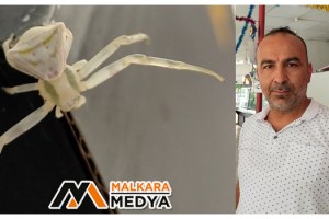 Görenlerin gözlerine inanamadığı ‘insan yüzlü örümcek’ hayrete düşürüyor